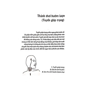 Kỳ Diệu Dàn Hòa Tấu Nội Tiết (Tái Bản)