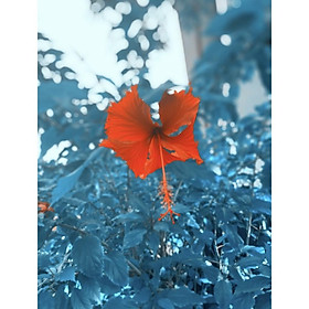 Mua Set 10 rĩa sứ hoặc thìa sứ + lẵng giỏ sứ