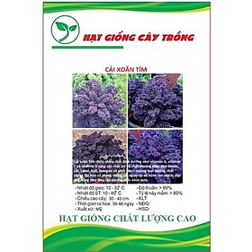 Hạt giống rau cải xoăn tím ( kale tím ) CT345 - Gói 20 hạt