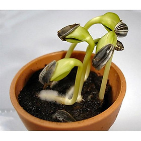 Hạt giống hoa Hướng Dương cao nhiều màu cắt cành dễ trồng Sunflower seeds