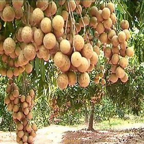 Mua CÂY GIỐNG NHÃN LỒNG MUỘN SIÊU NGON