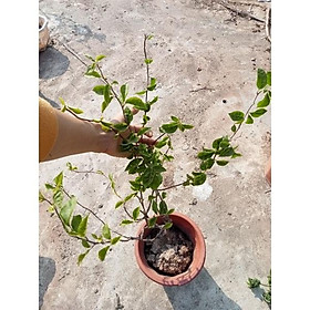 Mua Hoa giấy gân hồng (sakura