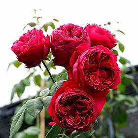 Mua Hoa hồng Ngoại Rouge Royal Siêu Thơm - cây giống rễ trần