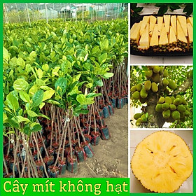 Mua Cây giống mít không hạt không xơ ra quả sau 1 năm múi to giòn ngọt