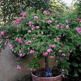 Mua COMBO 2 BẦU GIỐNG Hoa hồng cổ Sapa – Hoa hồng rực rỡ xứ Tây Bắc  bầu cây giống hàng dâm cành từ nguyên bản cây mẹ