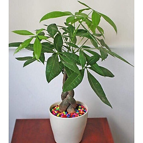 Cây kim ngân mẫu mới so cute để bàn
