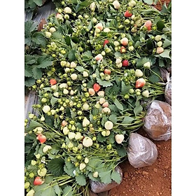 Mua DÂU TÂY HANA NHẬT CHỊU NHIỆT TỐT CÂY ĐÃ CÓ SẴN HOA VÀ QUẢ