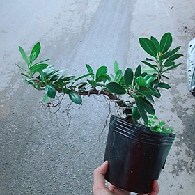 Cây Da Nhật Bonsai