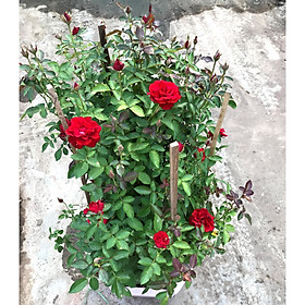 Chậu hoa hồng Nhung Ấn Độ cao 100 - 120 cm