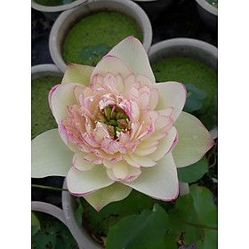 Mua Trồng sen bằng củ. Sen thái New brocade