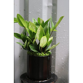 Mua Cây kim tiền để bàn vườn xanh 24h