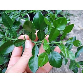 Mua Cây chanh thái (cây trúc)   cây đẹp  giống chuẩn
