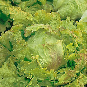 Mua Set 6 Hạt Giống Hữu Cơ Xà Lách Nhập Khẩu Bồ Đào Nha 100% Ogranic  hiệu Minigarden Lettuce - Maravilla De Verano (Túi từ 1.500 - 2.100 hạt) Tỷ lệ nảy mầm cao