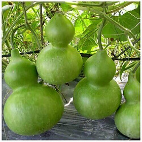 Mua Hạt giống Bầu hồ lô ngắn ngày  - 10 hạt