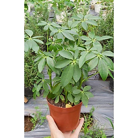 CHUẨN Chậu cây ngũ gia bì để bàn