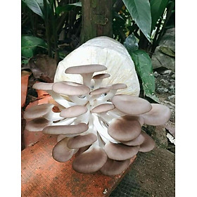 Mua phôi nấm bào ngư xám