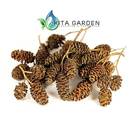 TRÁI ALDER CONES GIÚP CÁ TÉP GIẢM STRESS