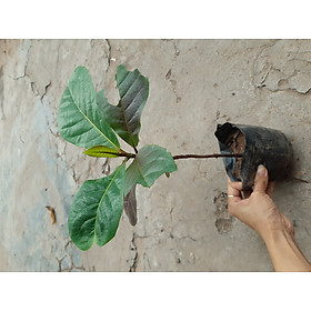 Mua cây giống bàng ta