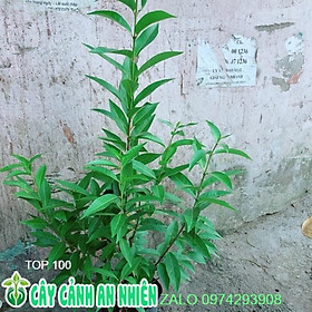 Mua Cây Lá Vối
