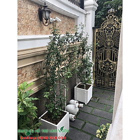 CỔNG CHO HOA LEO CAO 210CM 