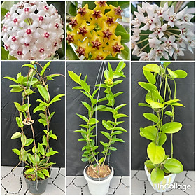 Mua Set 3 chậu 3 loại hoa Cẩm cù thân leo chuẩn bị hoa  kích thước như hình  hoa thơm  sai hoa  ra hoa quanh năm