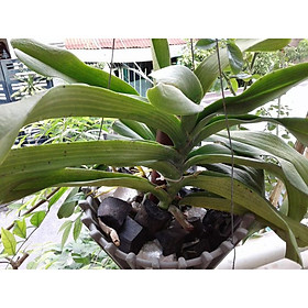 Than trồng hoa lan, giá thể trồng lan giúp rễ cây lan moc nhiều