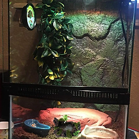 2x Resin Bowl Food Water Dish Bearded Dragon Gecko Lizard Worm Feeder Terrariums