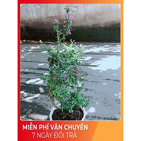 Mua Linh Sam Size Lớn