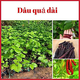 Cây dâu quả dài Đài Loan giâm cành rất sai quả, dễ trồng
