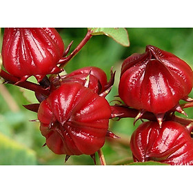 Mua Hạt Giống Cây Hoa Bụp Giấm - Atiso Đỏ RADO 375 NON GMO SEEDS. Rạng Đông  Chất lượng vượt trội