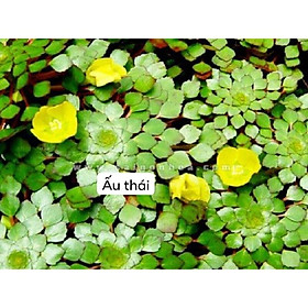 ẤU THÁI THẢ HỒ THUỶ SINH - HỒ CÁ VỪA TRANG TRÍ VỪA KHỬ ĐỘC