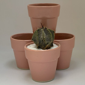 Bộ 4 Chậu Sứ - 7x7x7 Cm - Mầu Hồng - Dáng Trôn Ốc - Chậu Gốm Bát Tràng Trồng Cây Mini Để Bàn, Tiểu Cảnh Terrarium, Sen Đá & Xương Rồng
