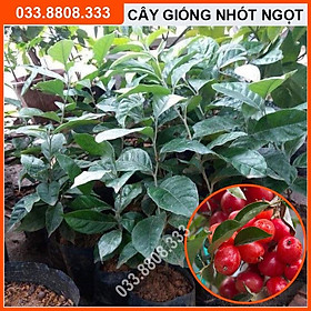 CÂY GIỐNG NHÓT NGỌT SIÊU QUẢ ĐẸP DỄ TRỒNG