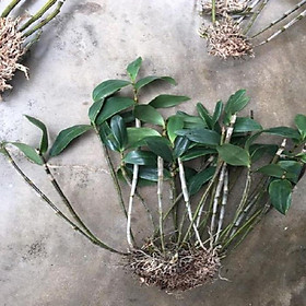Mua Hoa lan kiều tím- kiều thuỷ tiên(hàng bóc rừng)+ 700g phân thỏ hữu cơ