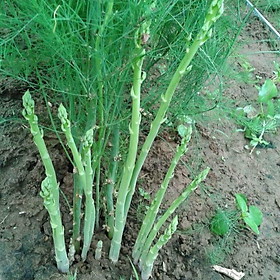 Mua Hạt giống Măng Tây xanh