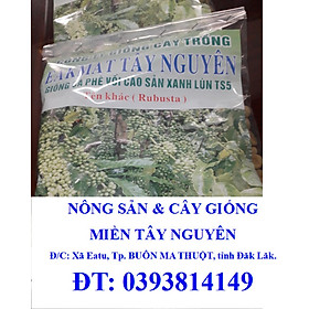 200 gram HẠT GIỐNG CÀ PHÊ XANH LÙN   [ TRƯỜNG SƠN TS5 ] [ HẠT TUYỂN CHỌN BAO NẢY MẦM - kèm hướng dẫn ươm] [J&T Express] [ CÂY GIỐNG 3 MIỀN STORE ]