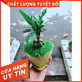 Chậu Cây May Mắn Trái Tim Vàng Nhiều Người Mua