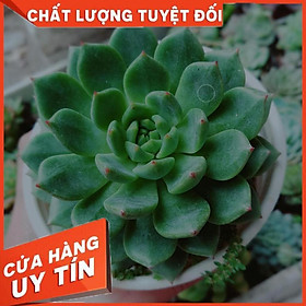 Combo 2 cây sen đá Nhiều Người Mua
