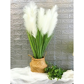 Mua Cành lau trắng trang trí- Cành lau decor