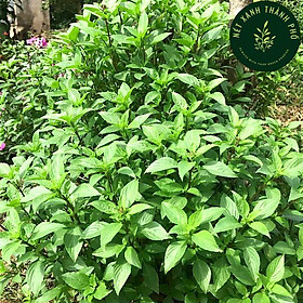 Mua Hạt giống Rau Húng Quế 10gr dễ trồng
