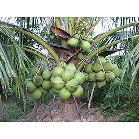 Mua Cây giống dừa xiêm xanh lùn thuần chủng F1 ( SIÊU TRÁI -CAO CHỈ 2M)