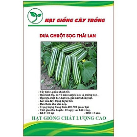 Hạt giống dưa chuột SHISHI sọc TháiLan CT497 - Gói 20 hạt