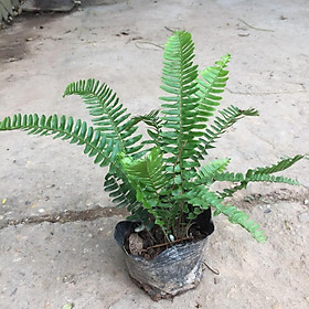 Mua Cây sao sáng  chiều cao cây 15-20cm lá to đẹp sáng vàng  cực dễ chăm sóc  thích hợp trang trí nội thất