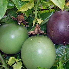 Mua Gói hạt giống chanh dây tím siêu trái dể trồng-1 gói 10 hạt