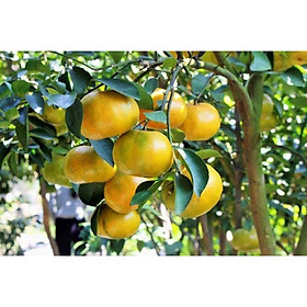 Cây giống quýt đường thái lan