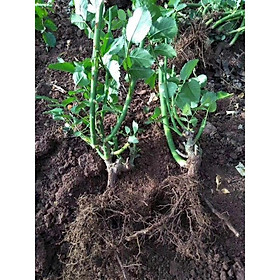 Mua GỐC HOA HỒNG NGOẠI gốc đại  giá siêu rẻ  HOA SIÊU ĐẸP