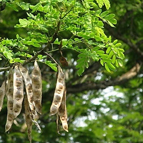 CHẬU CÂY GIỐNG CÂY BỒ KẾT - NCCGCBK