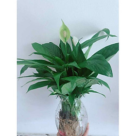 Cây Lan Ý Thủy Sinh Để Bàn Mẫu 1 Tặng Kèm Sỏi Trang Trí