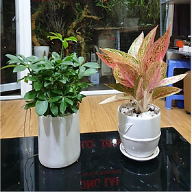 Combo 2 cây Ngũ Gia Bì, Thịnh Vượng