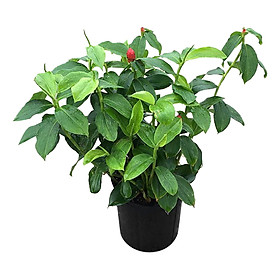Cây Phúc Lộc Thọ